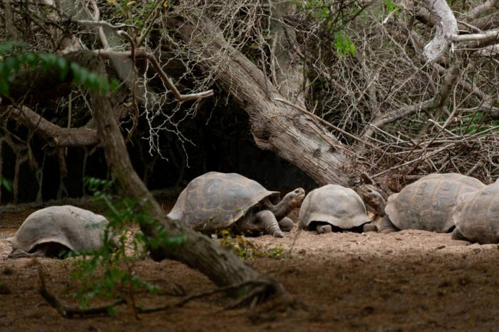 Galapagos Island Cruise (Coral Yachts)