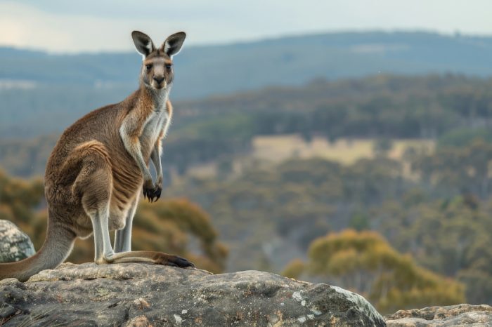 Amazing Australia